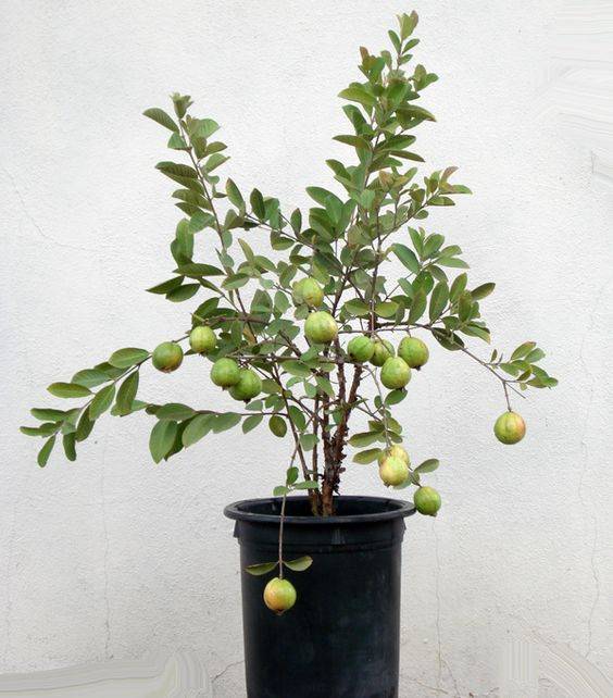 Psidium guajava (Guava Tree)
