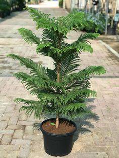 Araucaria heterophylla