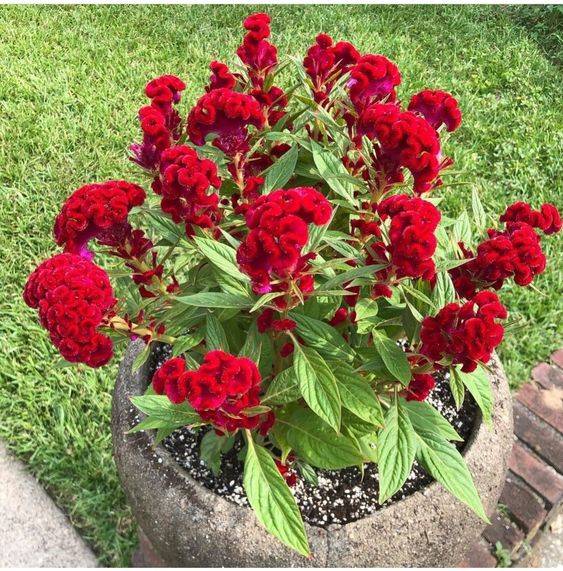 Celosia Cristata