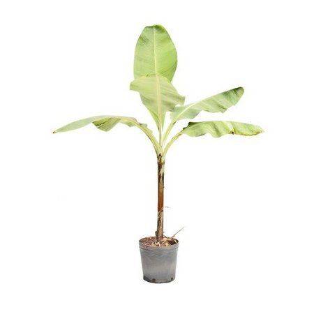 Musa paradisiaca 