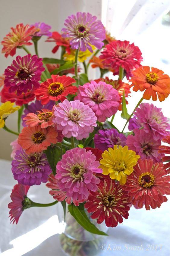 Zinnia Flowers