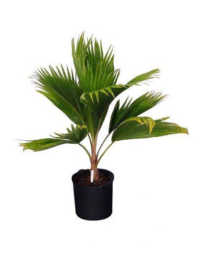 Pritchardia pacifica