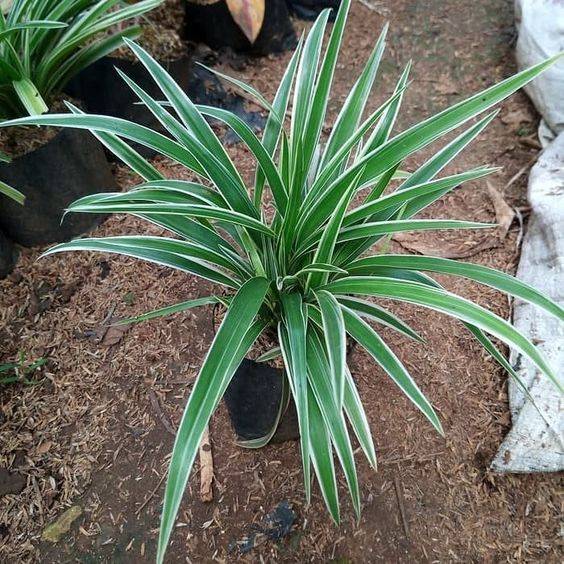 Dianella tasmanica