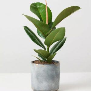 Philodendron