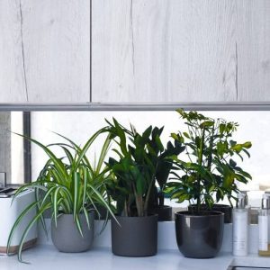 Kitchen Plant Bundle – Fresh Indoor Greenery