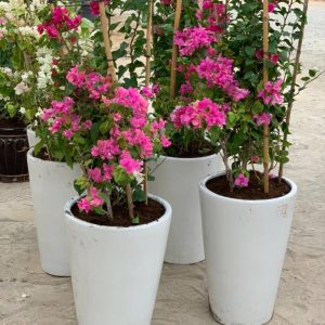 Large Bougainvillea in Premium Ceramic Pot