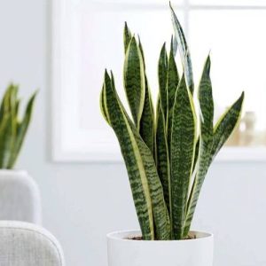 Sansevieria trifasciata 'Golden Flame' (Mother-in-law's Tongue)