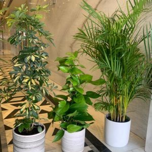 Office Plant Bundle – 3 Potted Plants