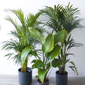 Showstopper Plant Bundle