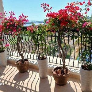 Thai Bougainvillea Balcony Combo – Set of 4 Flowering Plants