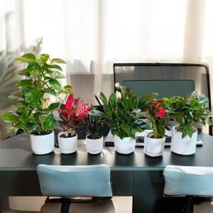 Indoor Tabletop Greenery Bundle – 6 Plants with Ceramic Pots