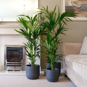 Kentia Palm (Howea forsteriana)