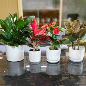 Premium Office Desk Plant Bundle – 4 Plants
