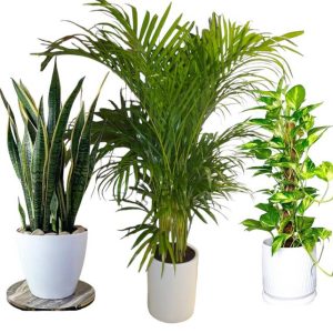 Bedroom Air Purifier Plant Bundle (3 Plants)