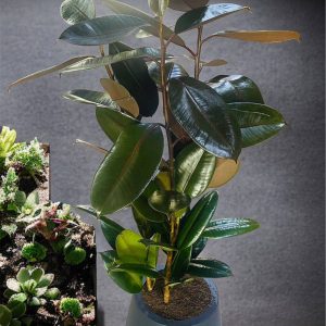 Ficus Elastica (Rubber Plant)
