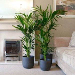 Premium Kentia Palm Collection – 3 Plants