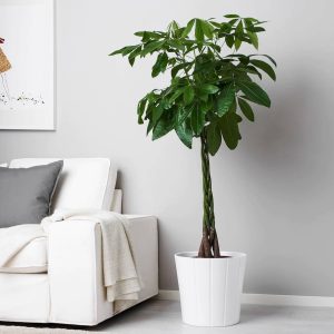 Money Tree (Pachira Aquatica)