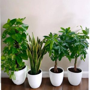 Office Green Combo – 4 Indoor Plants