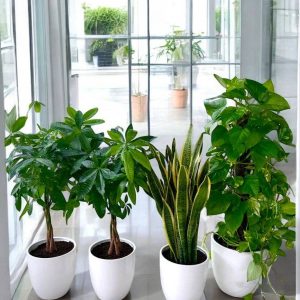 Healthy Home Plant Bundle – 4 Indoor Plants