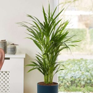 Areca Palm (Dypsis lutescens) | Bamboo Palm