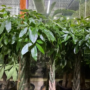 Money Tree (Pachira Aquatica)