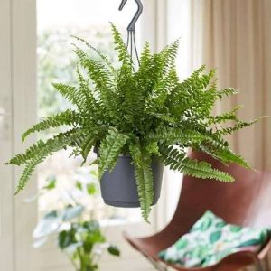 Nephrolepis exaltata 'Green Lady' (Boston Fern)
