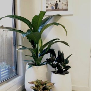 Premium Air-Purifying House Plant Bundle – 3 Plants