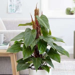 Philodendron erubescens 'Red Emerald' (Philodendron)