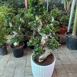 Ficus Bonsai Tree – Elegant Ceramic Pot