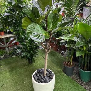 Long Fiddle Leaf Fig Tree – Premium Indoor Plant