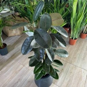 Rubber Plant (Ficus Elastica) in Premium Fiber Clay Pot – Air-Purifying Plant