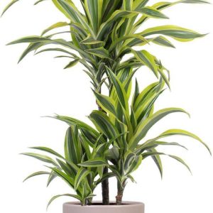 Dracaena Lemon Lime – Vibrant Indoor Plant