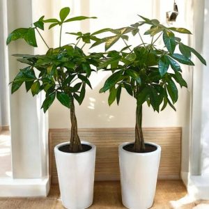 Money Tree (Pachira Aquatica)