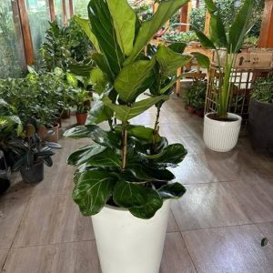 Small Fiddle Leaf Fig Tree – Stylish Indoor Plant