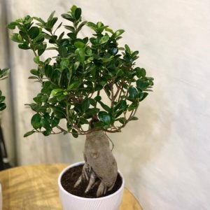 Premium Tabletop Bonsai – Corporate Gift Plant