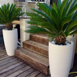 Cycas Revoluta Combo – Premium Potted Plants