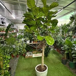 Big Fiddle Leaf Fig – Premium Indoor Plant