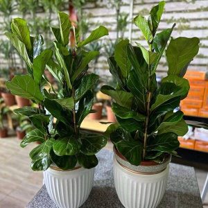 Fiddle Leaf Fig Plant Bundle – 2 Premium Indoor Plants