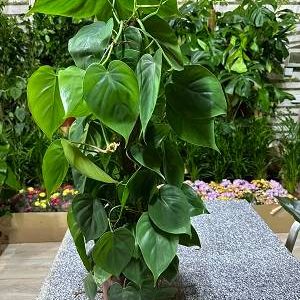 Philodendron scandens – Heartleaf & Sweetheart Plant (30-40 cm)