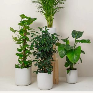 Tropical Mix Potted Plants with Premium Ceramic Pots