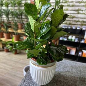 Small Fiddle Leaf Fig Tree – Stylish Indoor Plant