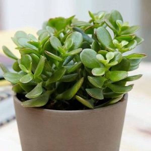 Jade Plant (Crassula ovata) – Friendship & Money Tree