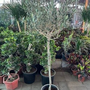 Potted Olive Plant – Elegant Ceramic Planter