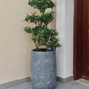 10-Year-Old Bonsai Tree – Premium Living Art