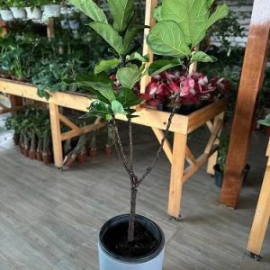 Big Head Fiddle Leaf Fig – 1.8 to 2 Meter Premium Plant