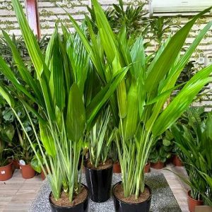 Cast Iron Plant (Aspidistra)